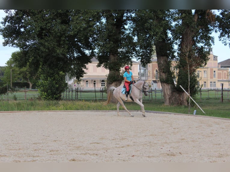 Shagya Arabier Ruin 16 Jaar Vliegenschimmel in Wien, Leopoldstadt