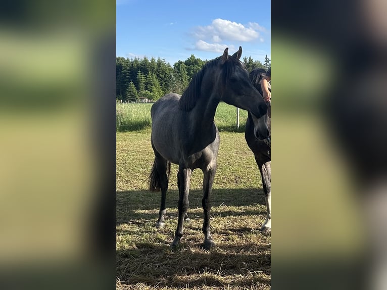 Shagya Arabier Ruin 2 Jaar 152 cm Schimmel in Aukrug