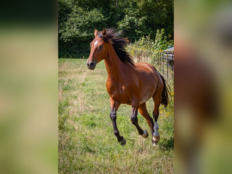 Shagya Arabier Ruin 2 Jaar 157 cm Roodbruin in Köhn