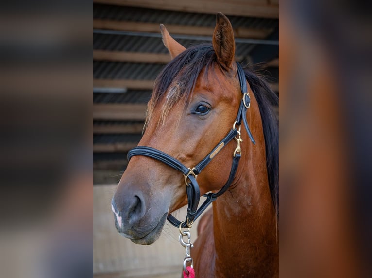 Shagya Arabier Ruin 2 Jaar 157 cm Roodbruin in Köhn