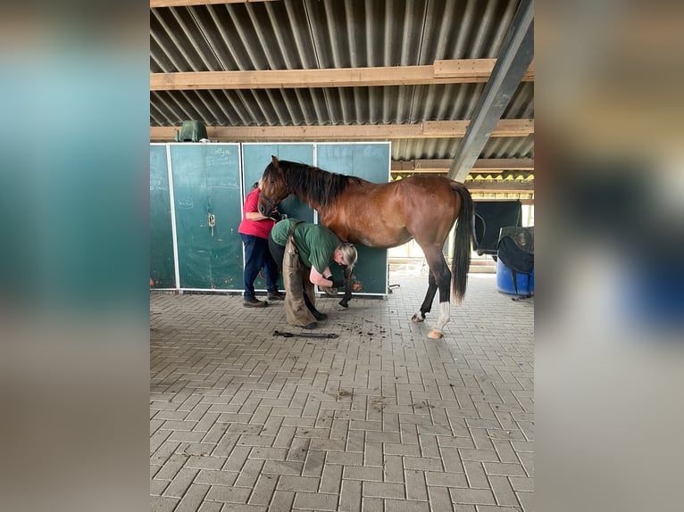 Shagya Arabier Ruin 2 Jaar 157 cm Roodbruin in Köhn