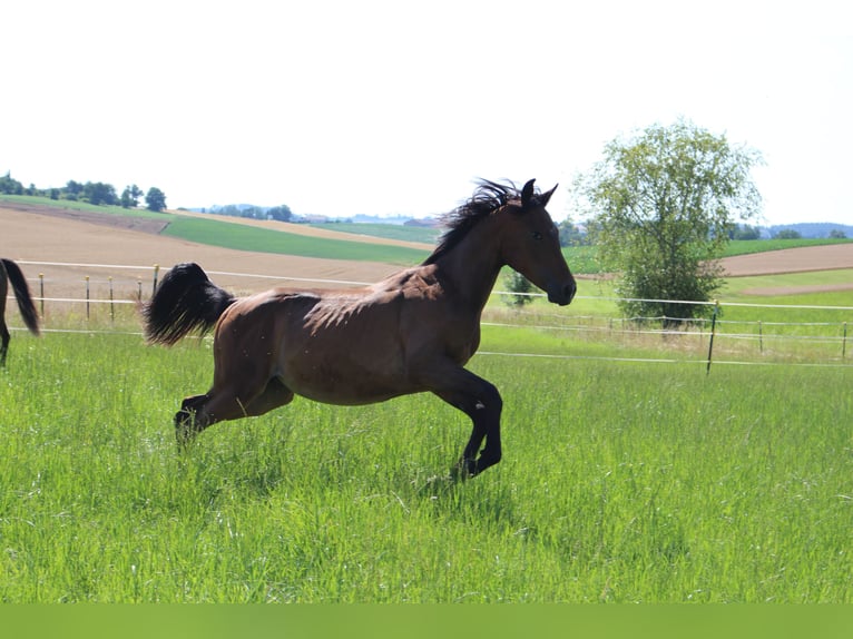 Shagya Arabier Ruin 2 Jaar Bruin in Tiefenbach