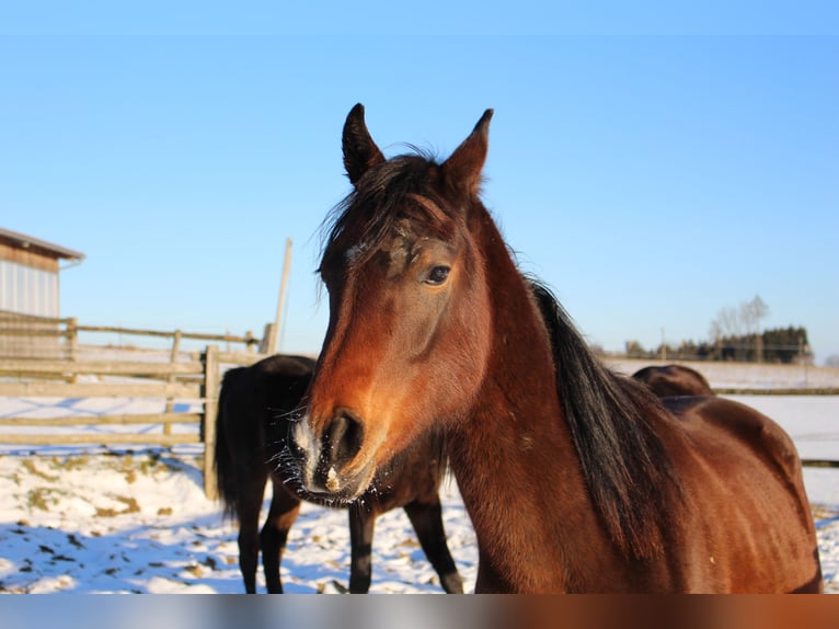 Shagya Arabier Ruin 2 Jaar Bruin in Tiefenbach