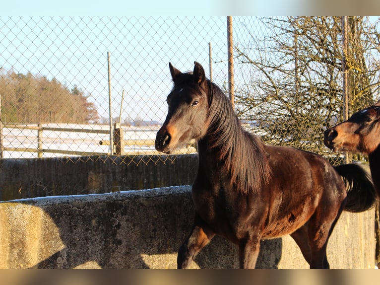 Shagya Arabier Ruin 2 Jaar Bruin in Tiefenbach