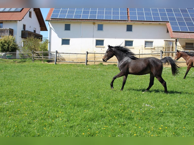 Shagya Arabier Ruin 2 Jaar Bruin in Tiefenbach