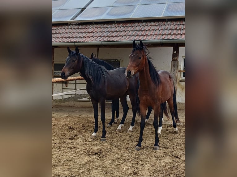 Shagya Arabier Ruin 2 Jaar Bruin in Tiefenbach