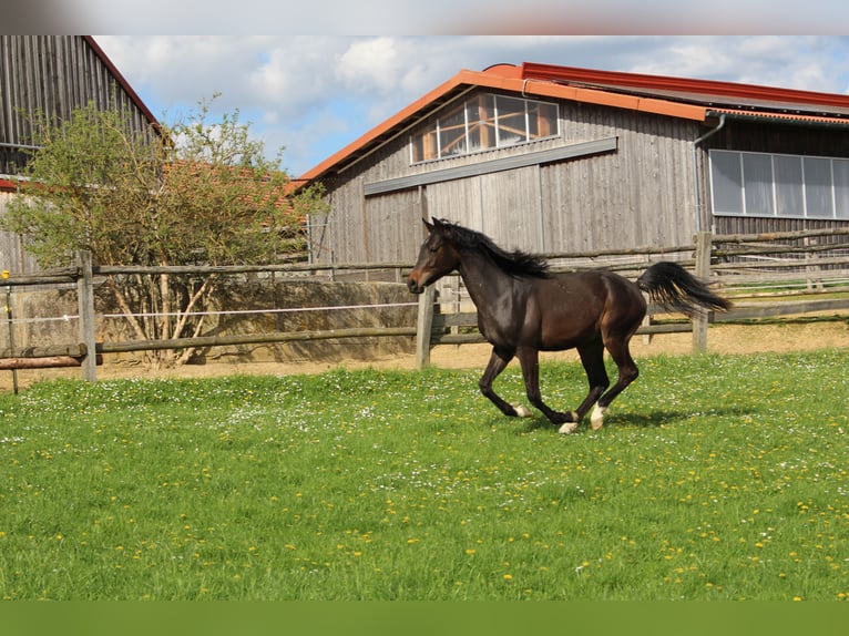 Shagya Arabier Ruin 2 Jaar Bruin in Tiefenbach