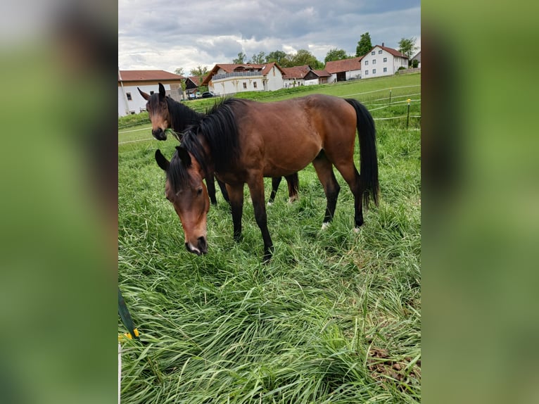 Shagya Arabier Ruin 2 Jaar Bruin in Tiefenbach