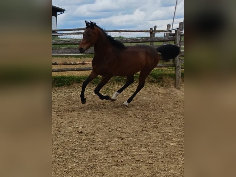 Shagya Arabier Ruin 2 Jaar Bruin in Tiefenbach
