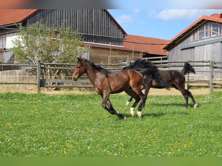 Shagya Arabier Ruin 2 Jaar Bruin in Tiefenbach