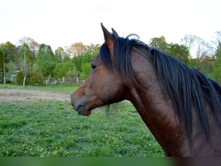 Shagya Arabier Ruin 3 Jaar 151 cm Bruin in Fr&#xFD;dlant
