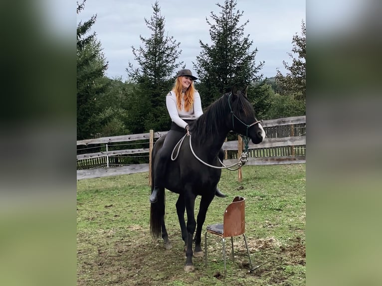 Shagya Arabier Ruin 4 Jaar Zwart in Kladruby