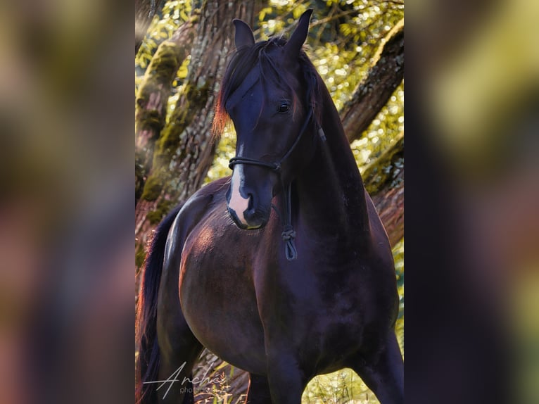 Shagya Arabier Ruin 4 Jaar Zwart in Kladruby