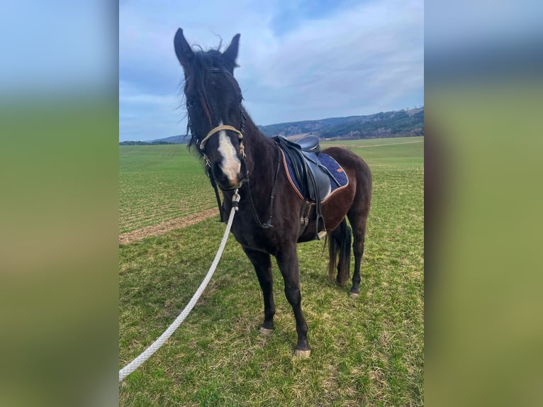 Shagya Arabier Ruin 4 Jaar Zwart in Kladruby