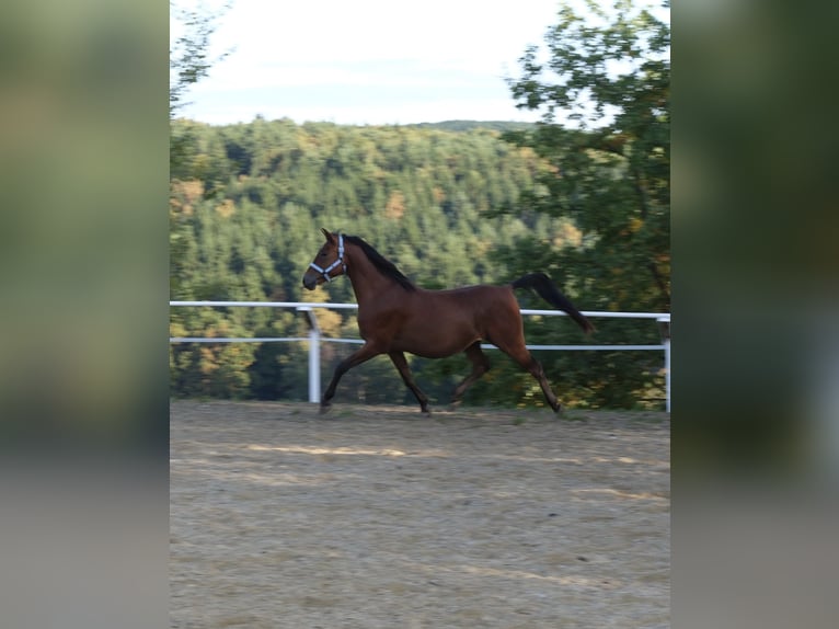 Shagya Arabier Ruin 5 Jaar 153 cm Bruin in Neuhaus in der Wart