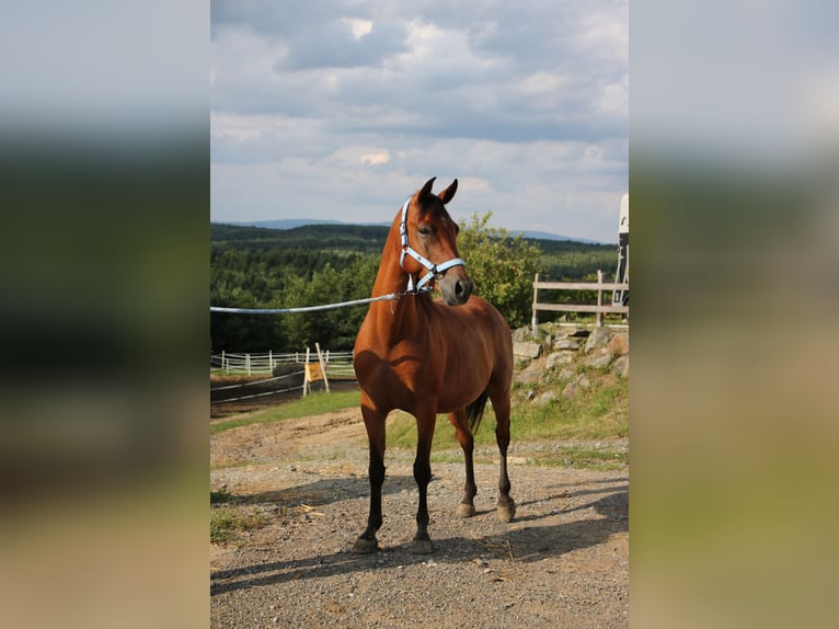 Shagya Arabier Ruin 5 Jaar 154 cm Bruin in Neuhaus in der Wart
