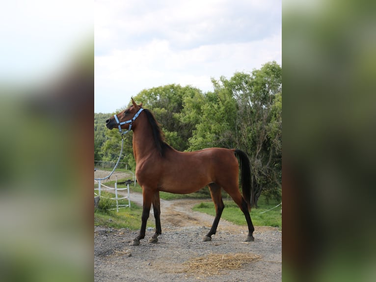 Shagya Arabier Ruin 5 Jaar 154 cm Bruin in Neuhaus in der Wart