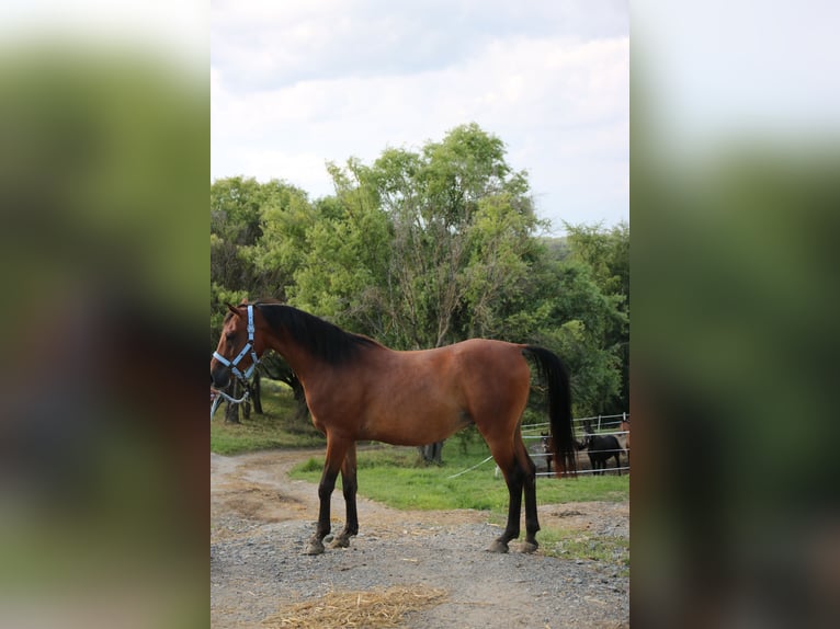 Shagya Arabier Ruin 5 Jaar 154 cm Bruin in Neuhaus in der Wart