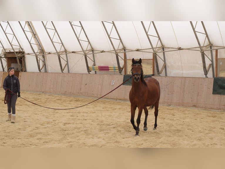 Shagya Arabier Ruin 6 Jaar 153 cm Bruin in Neuhaus in der Wart