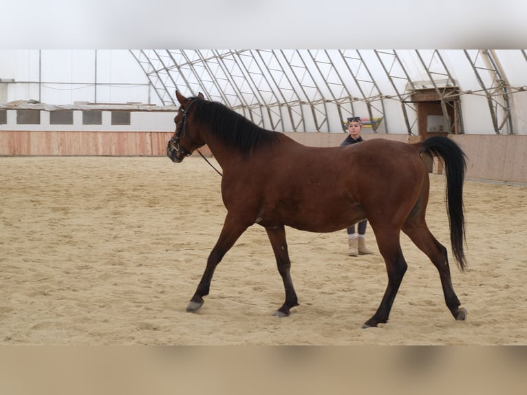Shagya Arabier Ruin 6 Jaar 153 cm Bruin in Neuhaus in der Wart