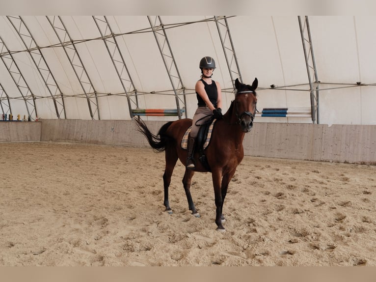 Shagya Arabier Ruin 6 Jaar 153 cm Bruin in Neuhaus in der Wart