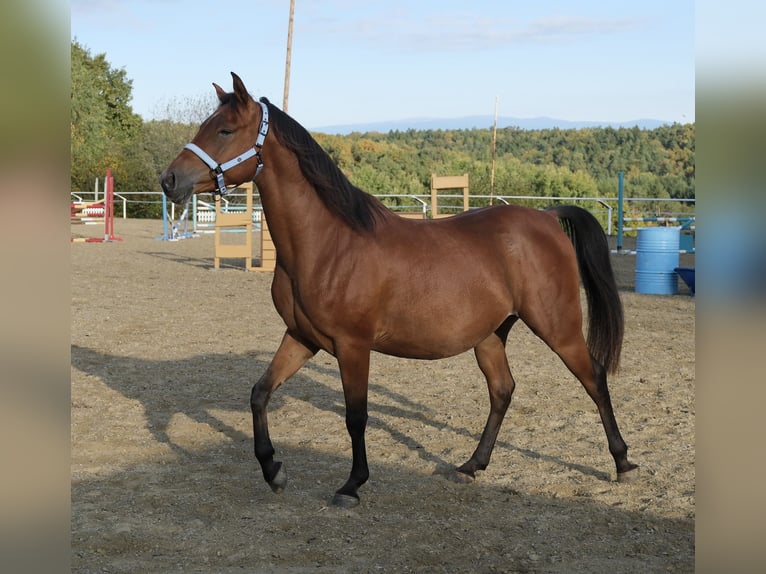 Shagya Arabier Ruin 6 Jaar 153 cm Bruin in Neuhaus in der Wart