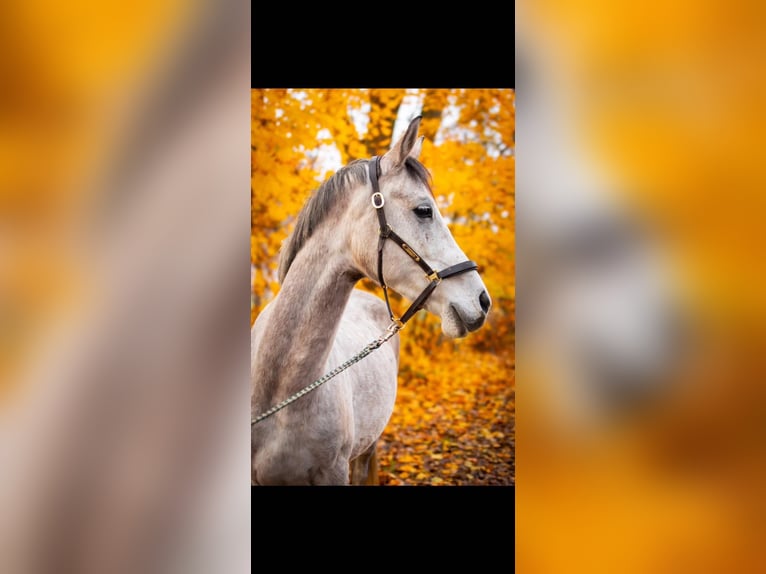 Shagya Arabier Ruin 6 Jaar 160 cm Schimmel in Jarszewo