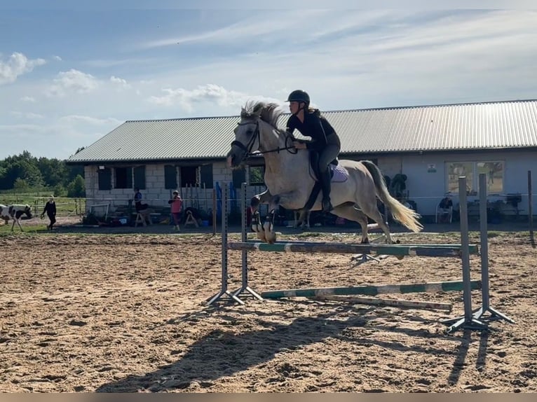 Shagya Arabier Ruin 6 Jaar 160 cm Schimmel in Jarszewo