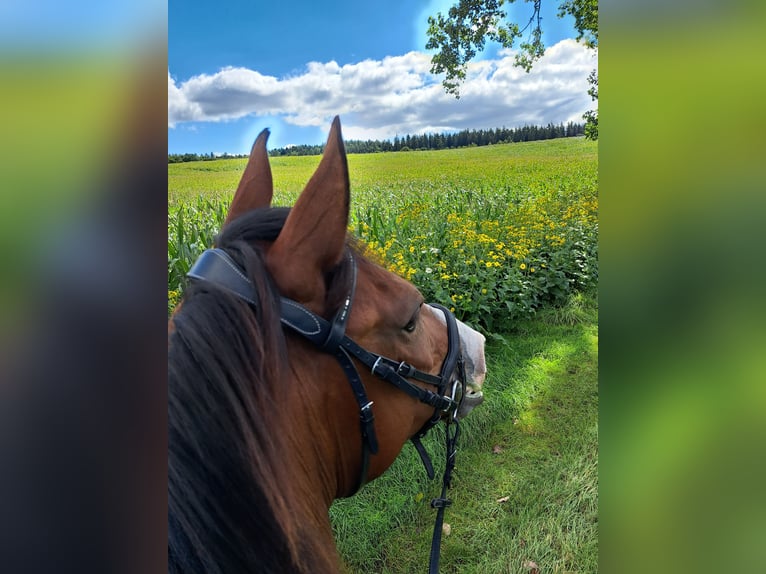 Shagya Arabier Ruin 7 Jaar 162 cm Bruin in Dettingen