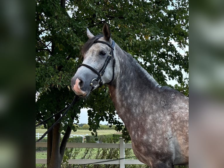 Shagya Arabier Ruin 7 Jaar 163 cm Schimmel in Zielona Góra