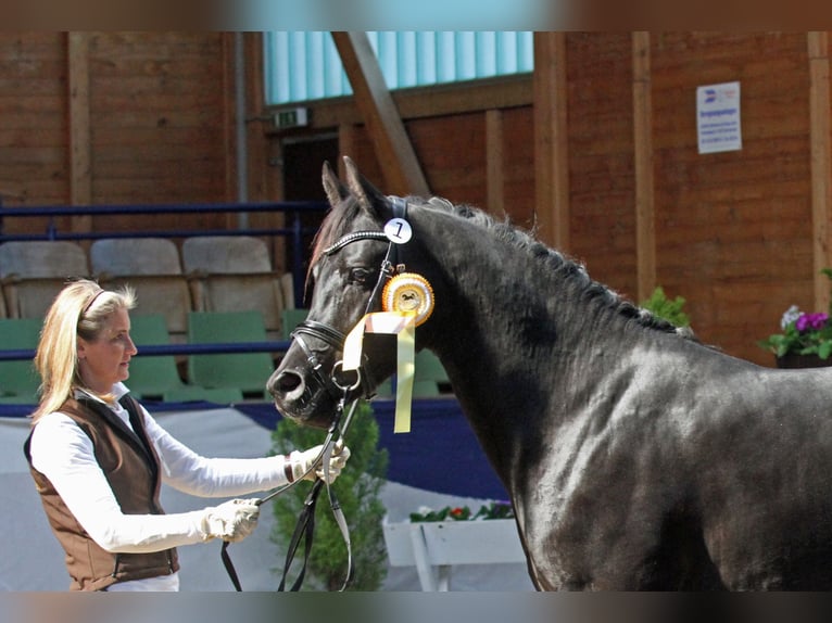 Sharaf Fareed AB Arabian horses Stallion Black in Tiefenbach