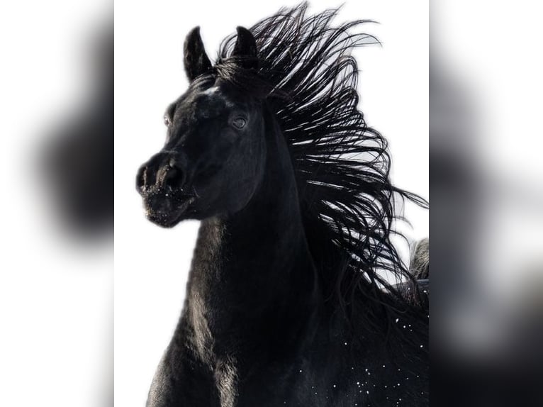Sharaf Fareed AB Arabian horses Stallion Black in Tiefenbach