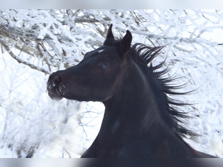 Sharaf Fareed AB Arabian horses Stallion Black in Tiefenbach
