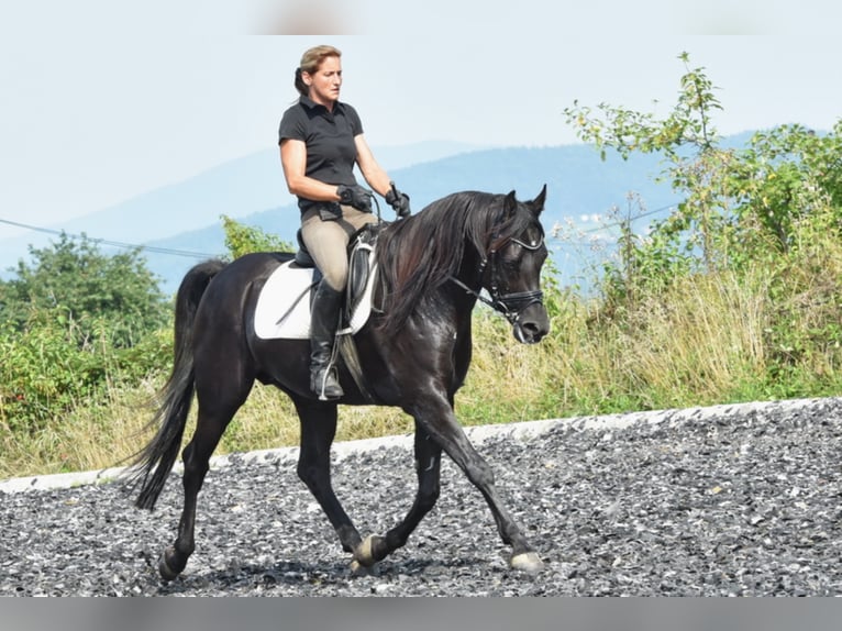 Sharaf Fareed AB Arabian horses Stallion Black in Tiefenbach