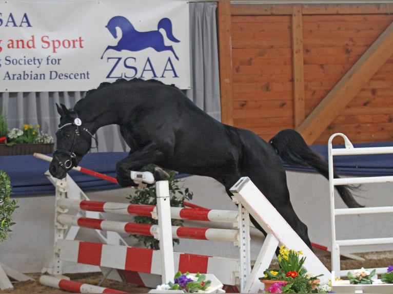 Sharaf Fareed AB Arabian horses Stallion Black in Tiefenbach
