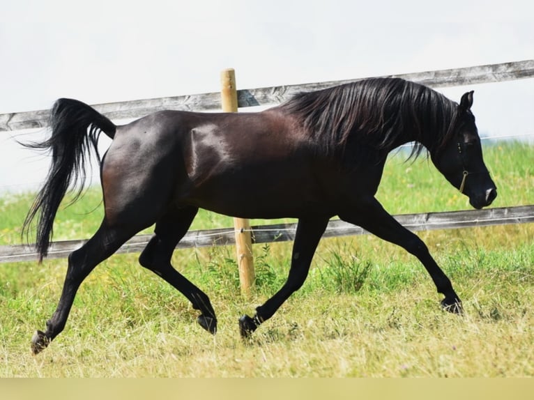 Sharaf Fareed AB Arabian horses Stallion Black in Tiefenbach