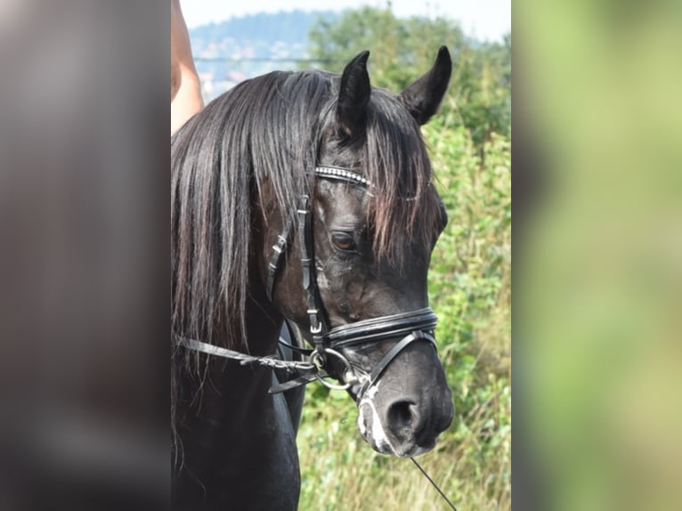 Sharaf Fareed AB Arabian horses Stallion Black in Tiefenbach