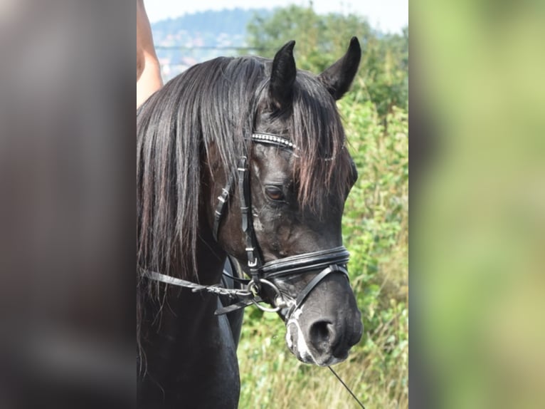 Sharaf Fareed AB Arabian horses Stallion in Tiefenbach