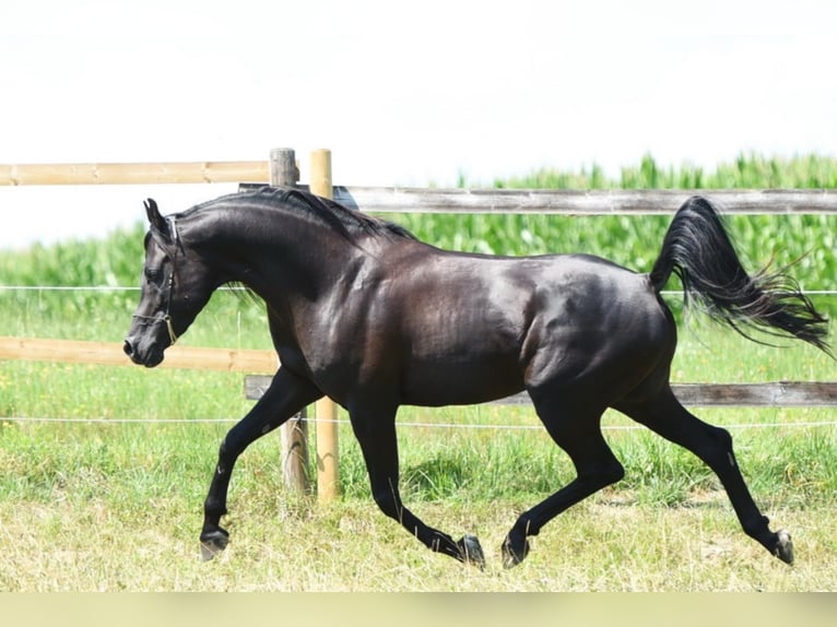 Sharaf Fareed AB Arabian horses Stallion in Tiefenbach