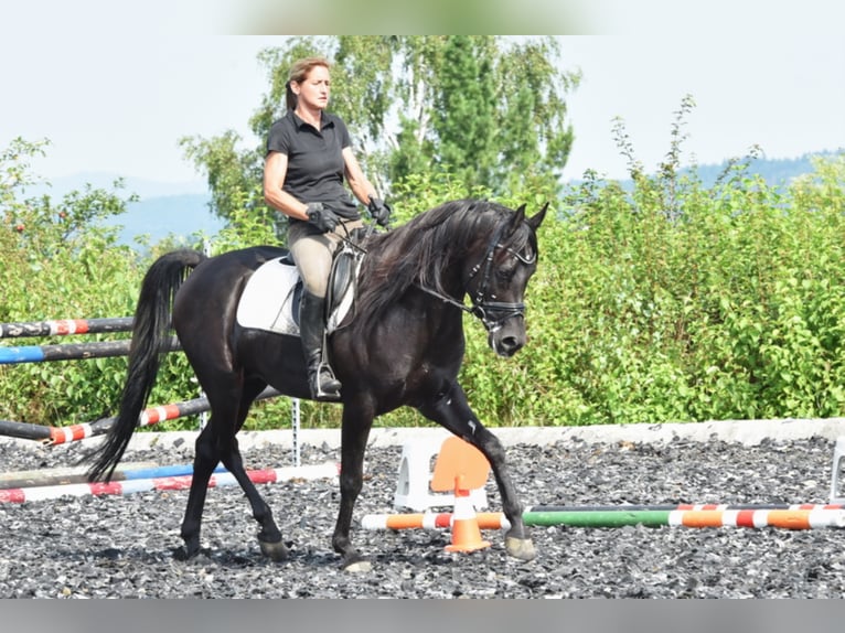 Sharaf Fareed AB Koń czystej krwi arabskiej Ogier Kara in Tiefenbach
