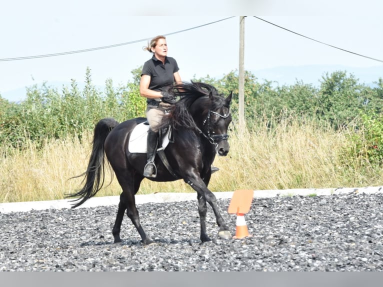 Sharaf Fareed AB Pur-sang arabe Étalon Noir in Tiefenbach