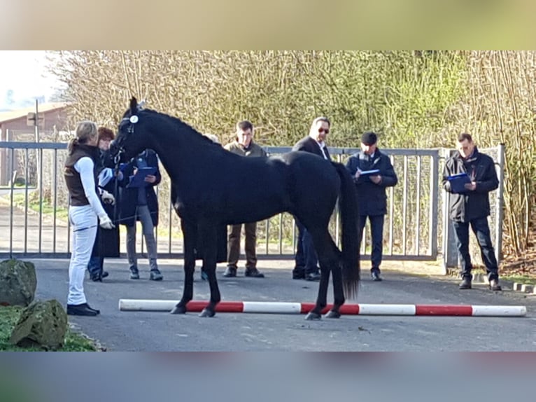 Sharaf Fareed AB Pura Raza Árabe Semental Negro in Tiefenbach