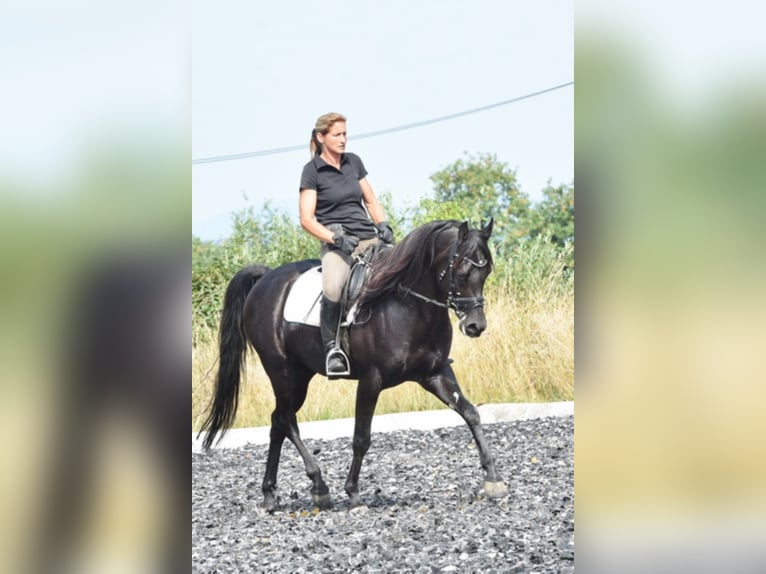 Sharaf Fareed AB Vollblutaraber Hengst Rappe in Tiefenbach