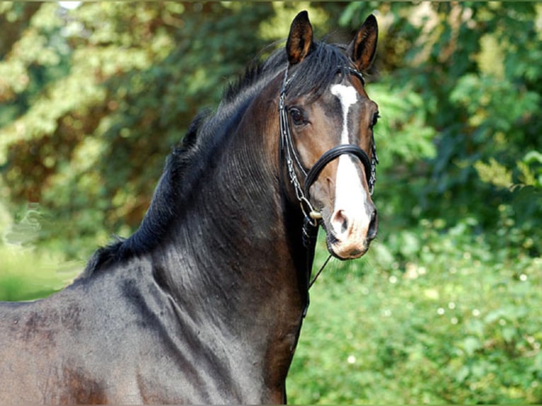 SHAVALOU Trakehner Stallone Baio scuro in Emmerthal