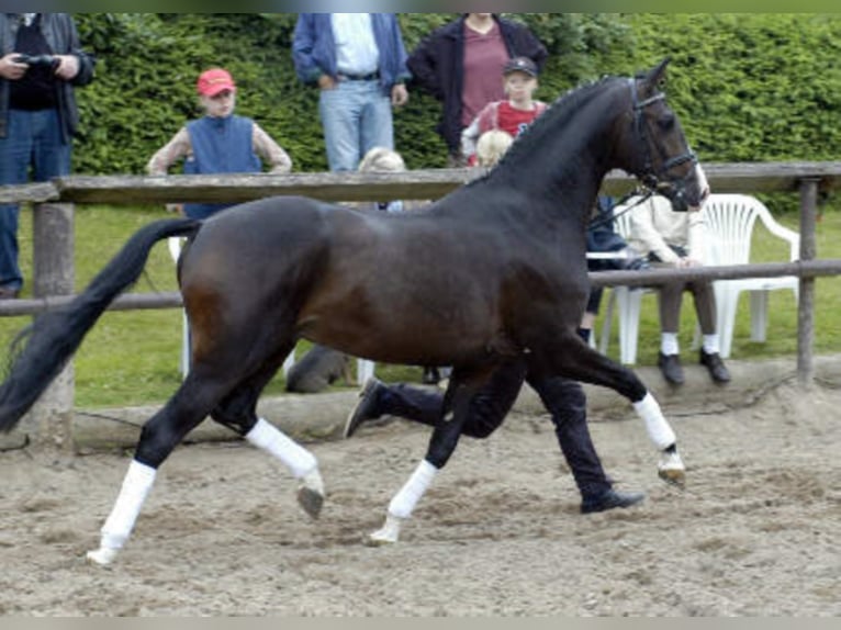 SHAVALOU Trakehner Stallone Baio scuro in Emmerthal