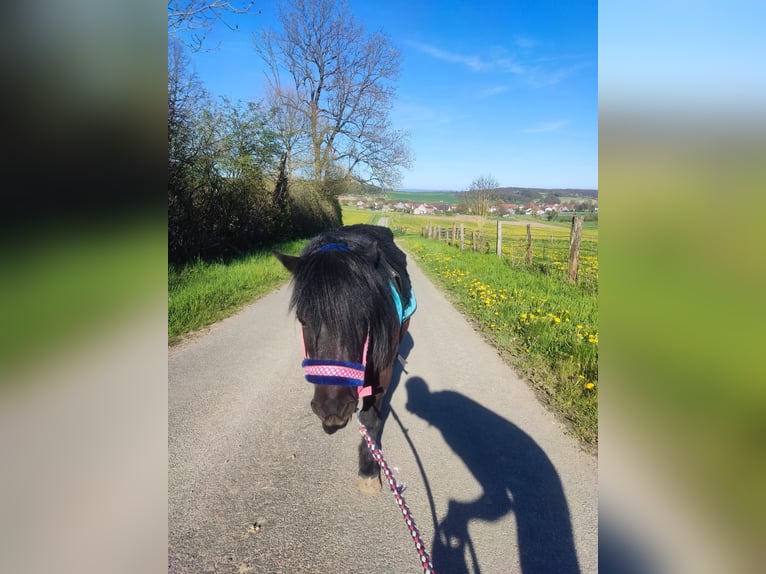 Shetland Castrone 10 Anni 100 cm Morello in Brakel