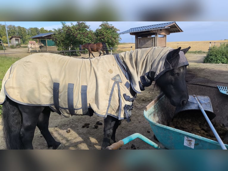 Shetland Castrone 10 Anni 100 cm Morello in Brakel