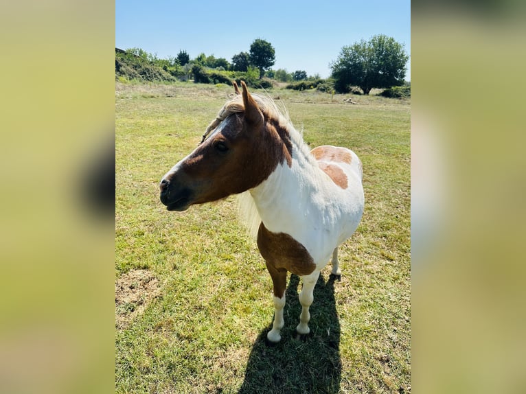 Shetland Castrone 10 Anni 110 cm Pezzato in Candeleda