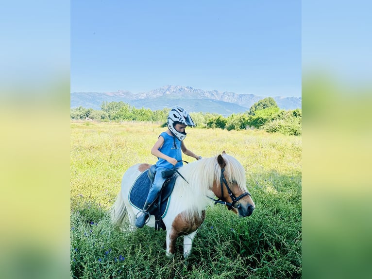 Shetland Castrone 10 Anni 110 cm Pezzato in Candeleda