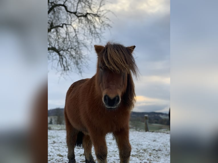 Shetland Castrone 10 Anni 85 cm Baio in Hartkirchen